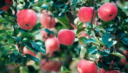 水溶肥如何选？