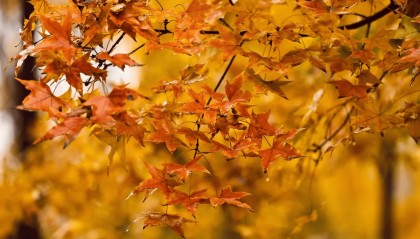 股票账户和期权账户是一个交易账户吗？