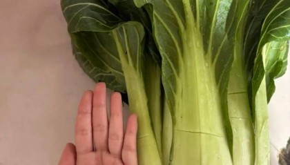 老辈子种菜“没轻没重”的……妈妈：“去摘一片菜叶来晚上炒着吃