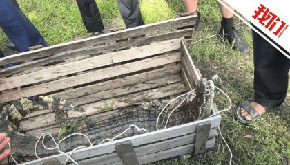 江西一景区多只鳄鱼“越狱”出逃,目击者:看到鳄鱼在现场被击毙,一只大概80斤到100斤;当地回应:已全部控制