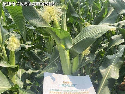 进口水溶肥如何选？