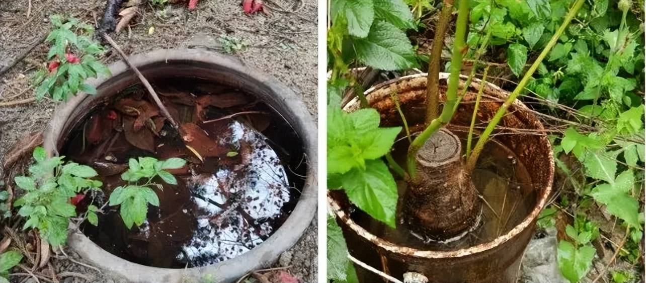 确诊超4000例！下午6点一起点蚊香真有用吗？