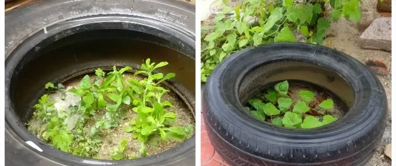确诊超4000例！下午6点一起点蚊香真有用吗？