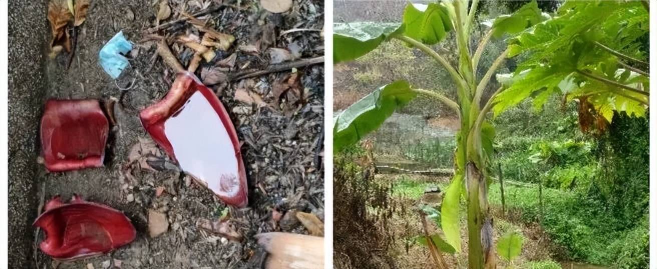 确诊超4000例！下午6点一起点蚊香真有用吗？