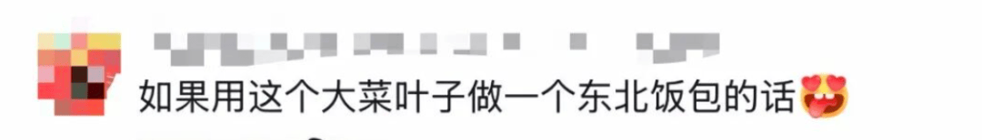 老辈子种菜“没轻没重”的……妈妈：“去摘一片菜叶来晚上炒着吃”