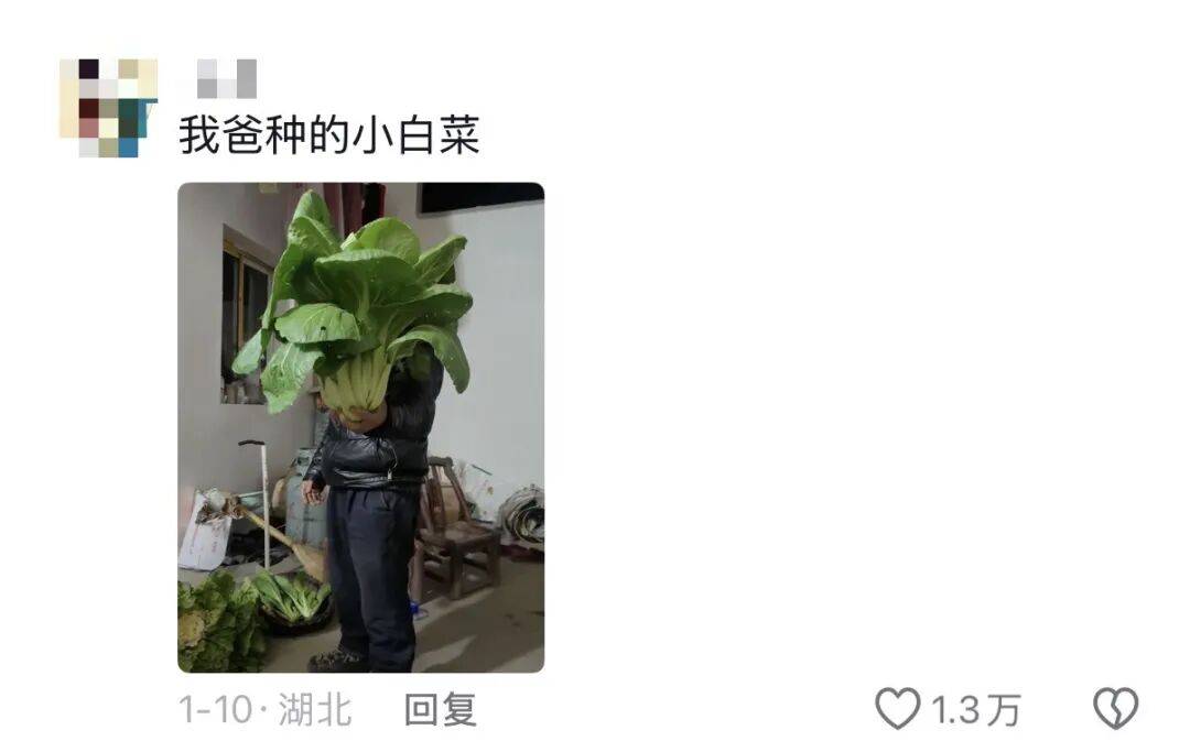 老辈子种菜“没轻没重”的……妈妈：“去摘一片菜叶来晚上炒着吃”