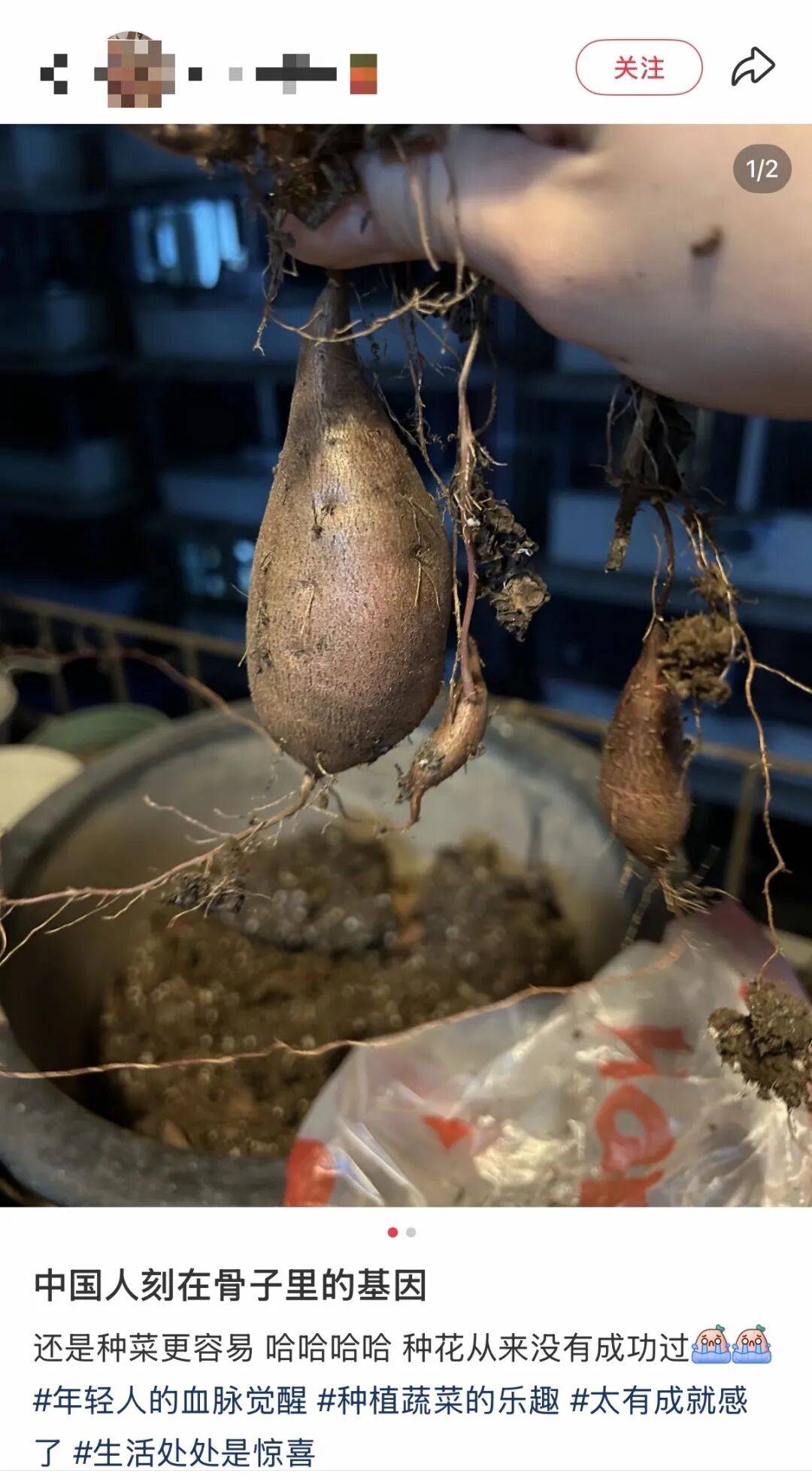 老辈子种菜“没轻没重”的……妈妈：“去摘一片菜叶来晚上炒着吃”