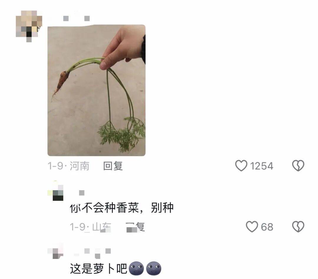老辈子种菜“没轻没重”的……妈妈：“去摘一片菜叶来晚上炒着吃”