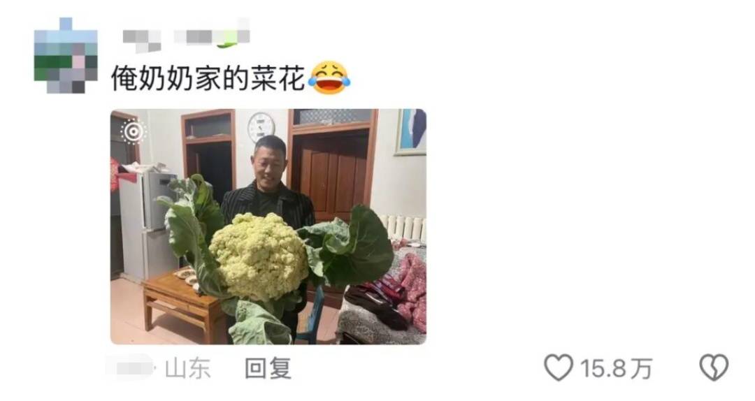 老辈子种菜“没轻没重”的……妈妈:“去摘一片菜叶来晚上炒着吃