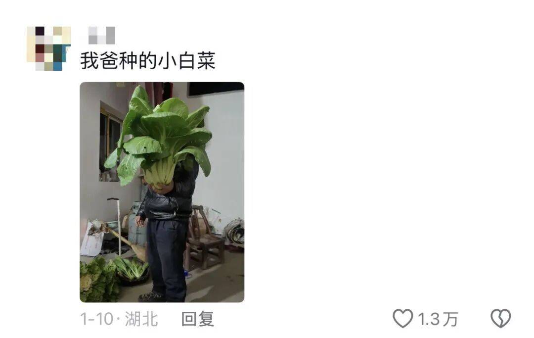 老辈子种菜“没轻没重”的……妈妈:“去摘一片菜叶来晚上炒着吃