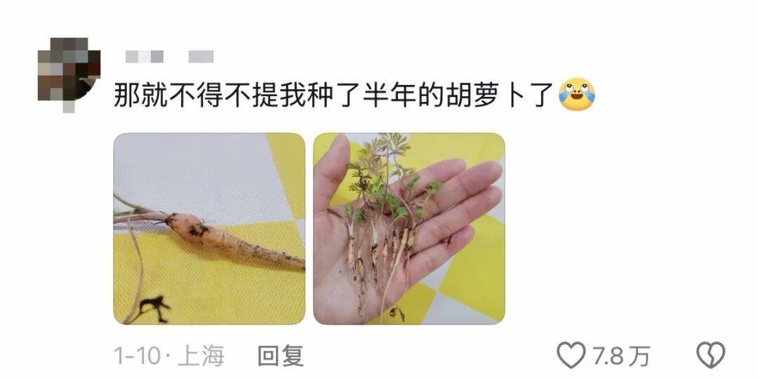 老辈子种菜“没轻没重”的……妈妈:“去摘一片菜叶来晚上炒着吃